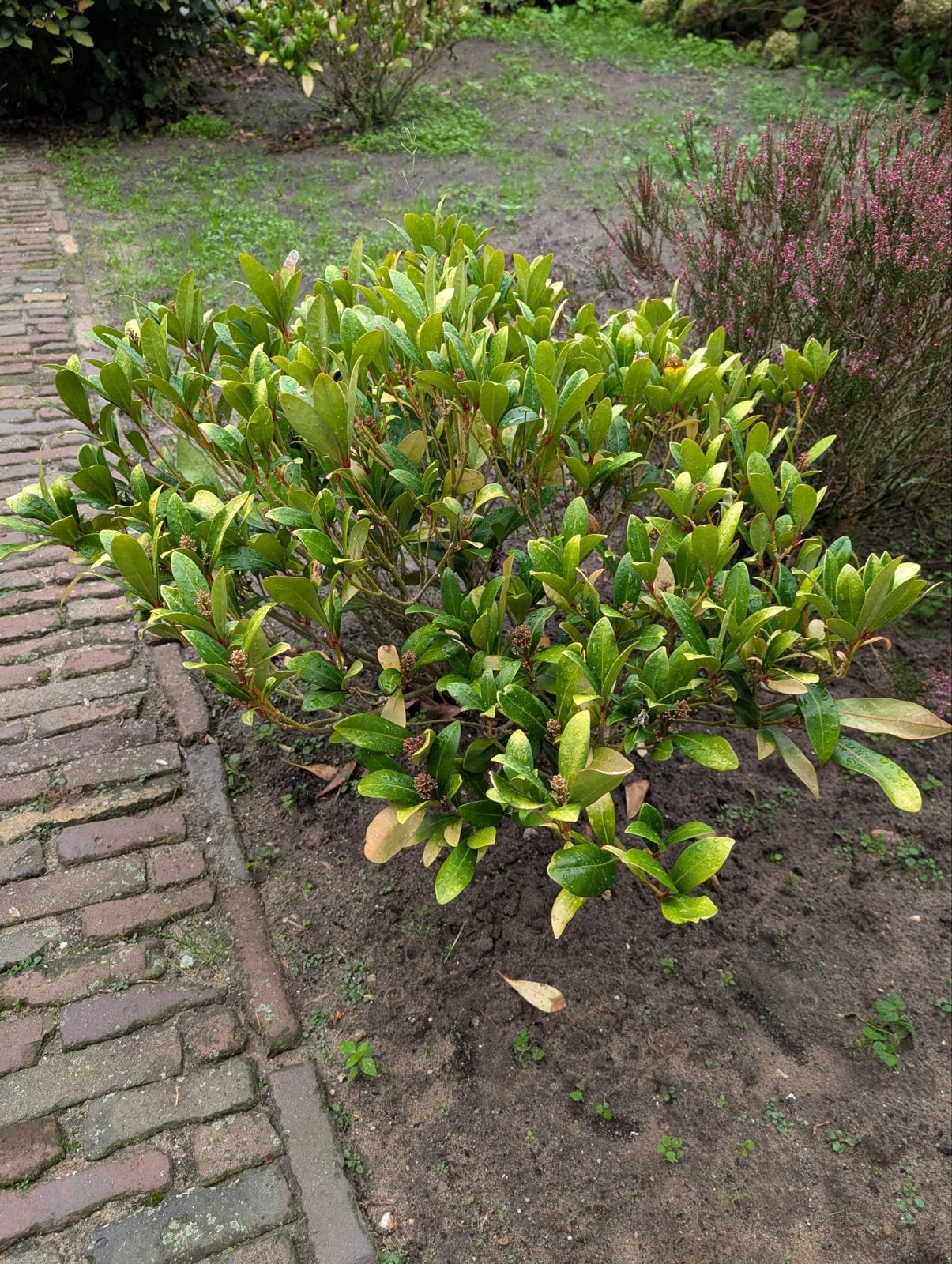 Skimmia: Wintergroene sierheester - 2 stuks, Vaste plant, Halfschaduw, Lente, Ophalen