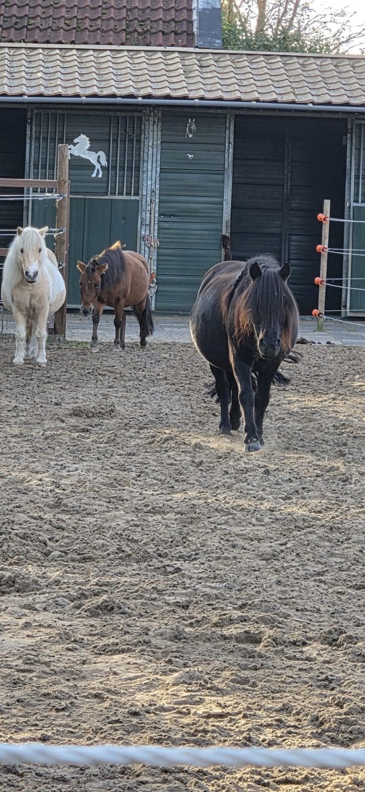 plekken voor shets, Dieren en Toebehoren, Toebehoren, 2 of 3 paarden of pony's