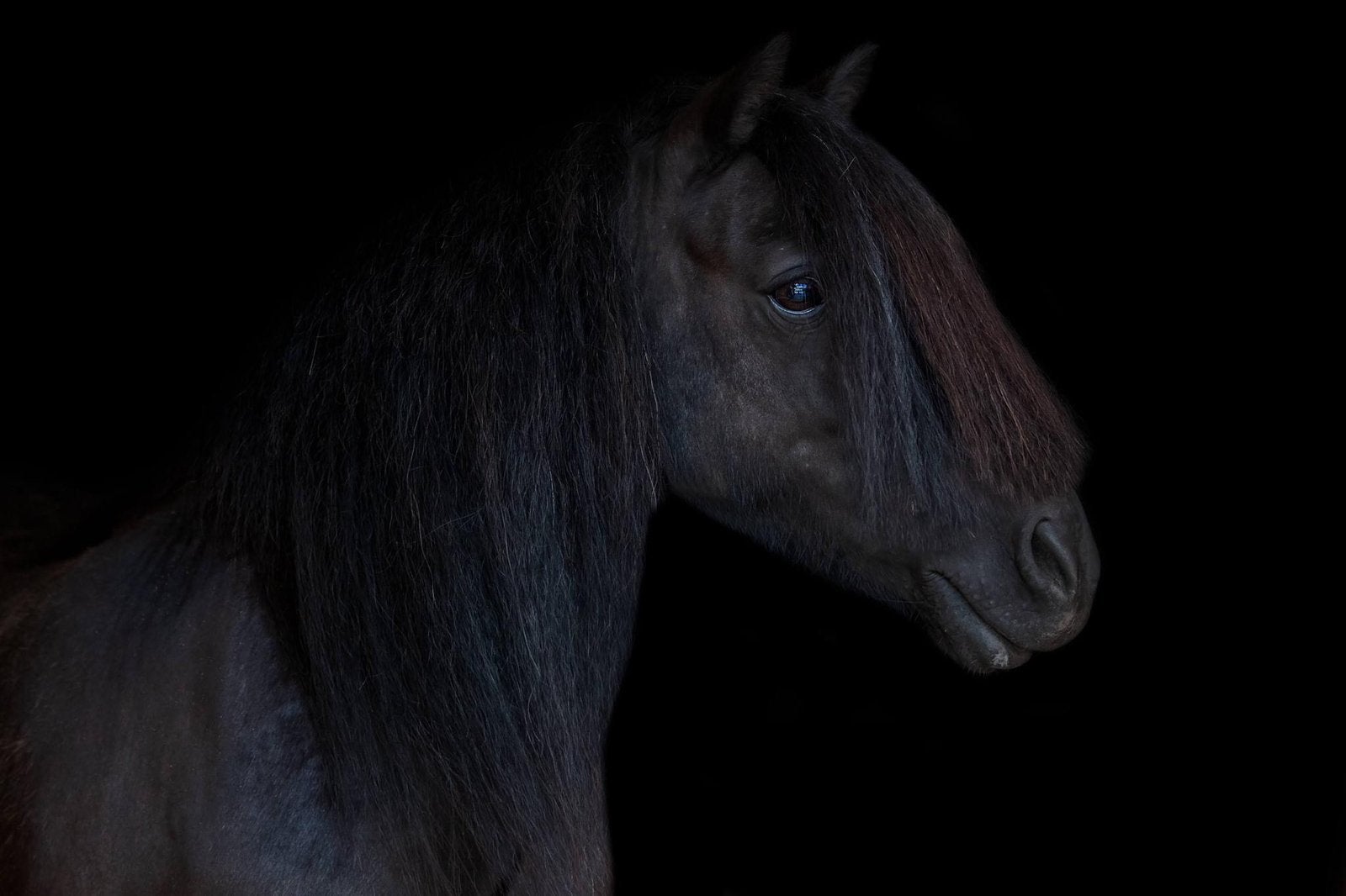 Super lieve zwarte shetlander ruin, Dieren en Toebehoren, Ruin, A pony (tot 1.17m), Met stamboom, 11 jaar of ouder
