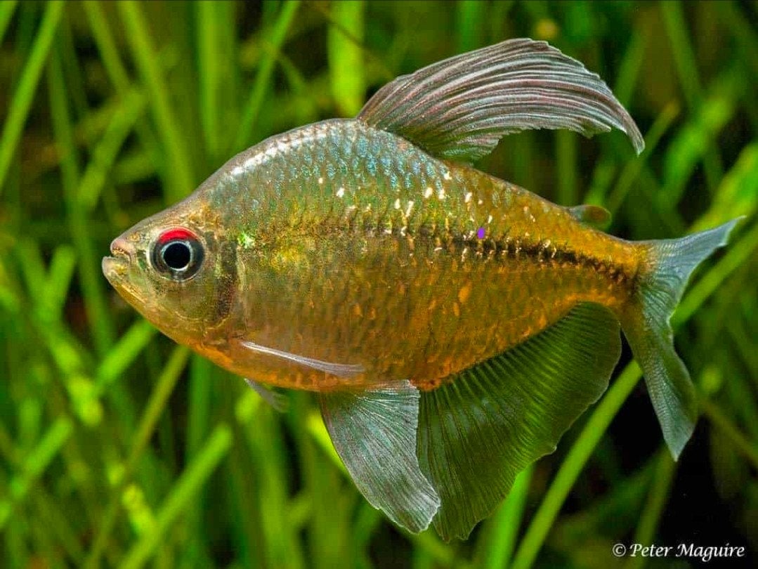 Diamant zalmpjes, Dieren en Toebehoren, Ophalen, Overige typen