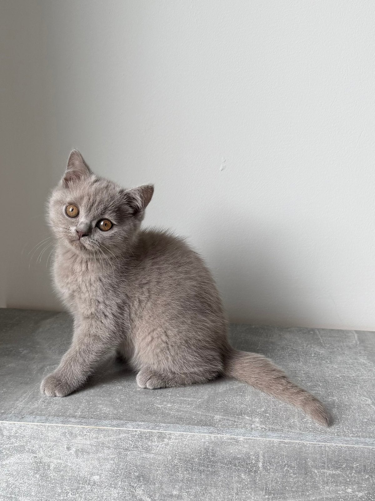 Te koop lieve Britse korthaar katertje, Kater, Ontwormd