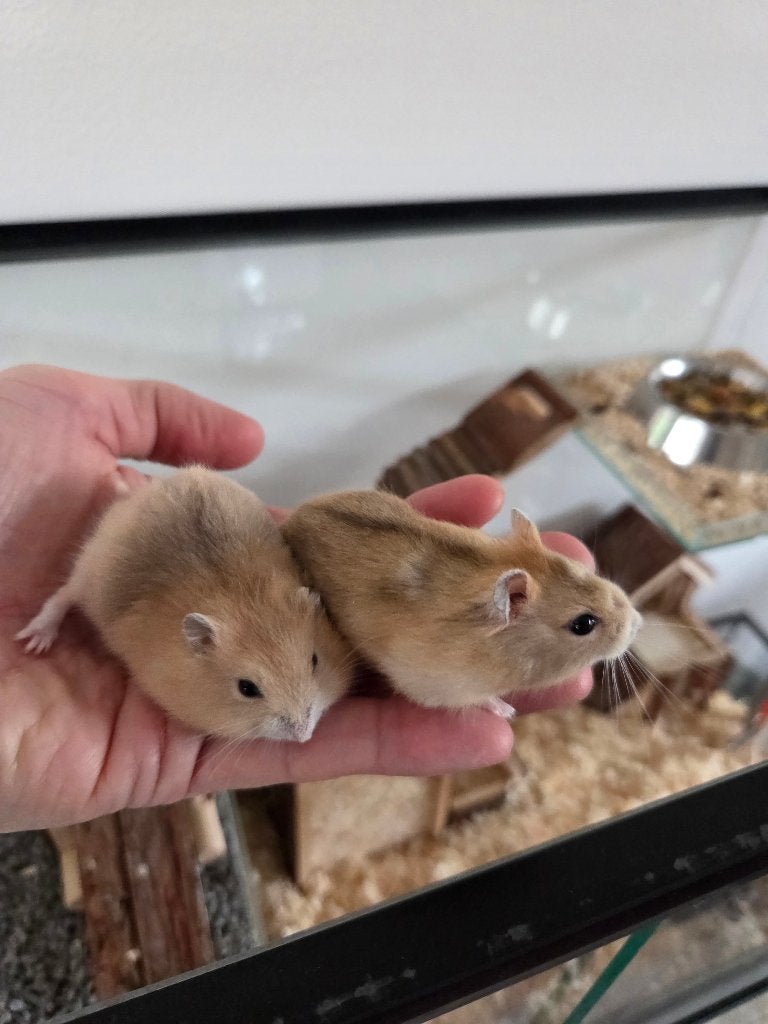 Oranje dwerghamsters super tam (optioneel met kooi/spullen), Dieren en Toebehoren, Knaagdieren, Hamster, Juni, Meerdere dieren