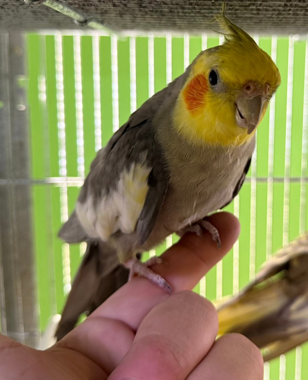 Süper tamme valkparkieten Jong Vogels, Meerdere dieren, Parkiet, Tam