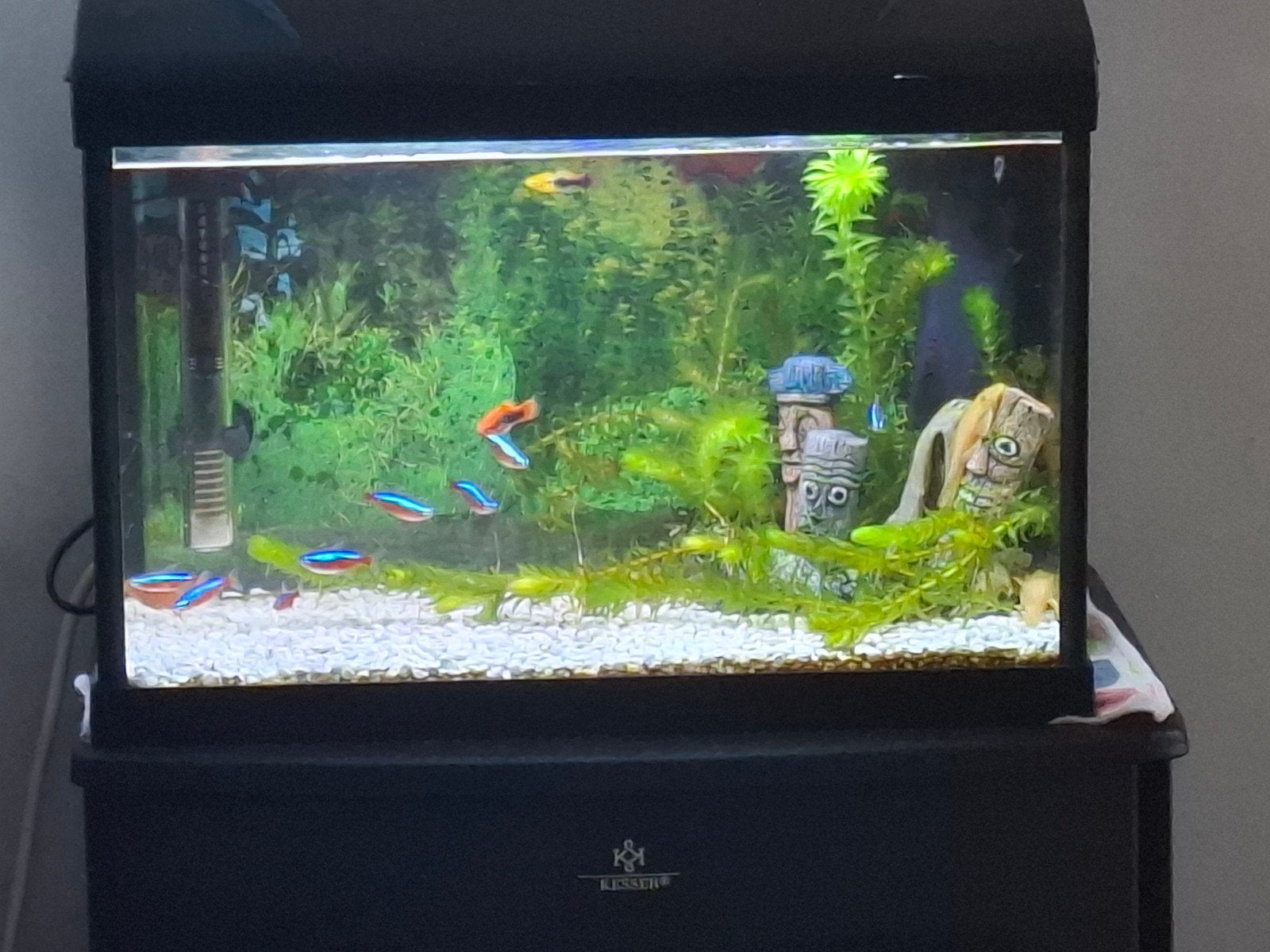 Aquariun, Ophalen, Gevuld zoetwateraquarium