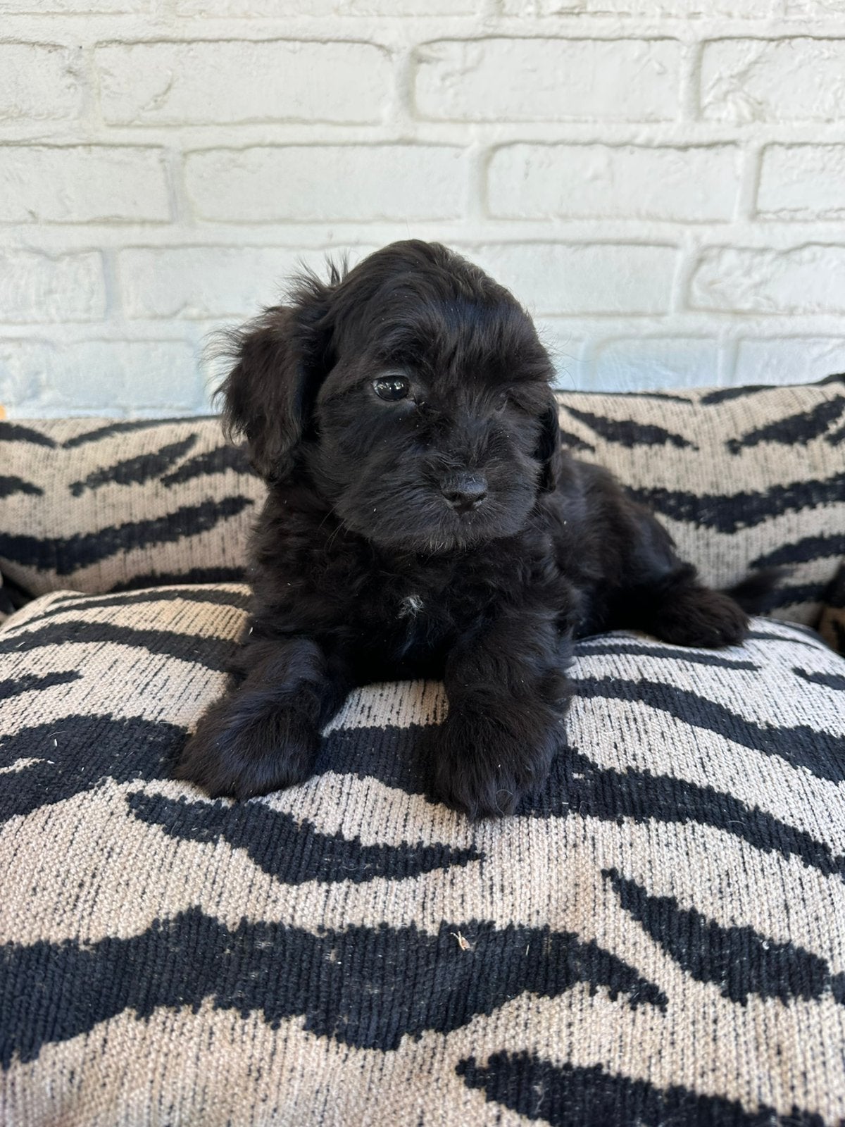 Boomer pups, maltezer x shitsu, Dieren en Toebehoren, Honden | Chihuahua's en Gezelschapshonden, Parvo, Nederland, Overige rassen