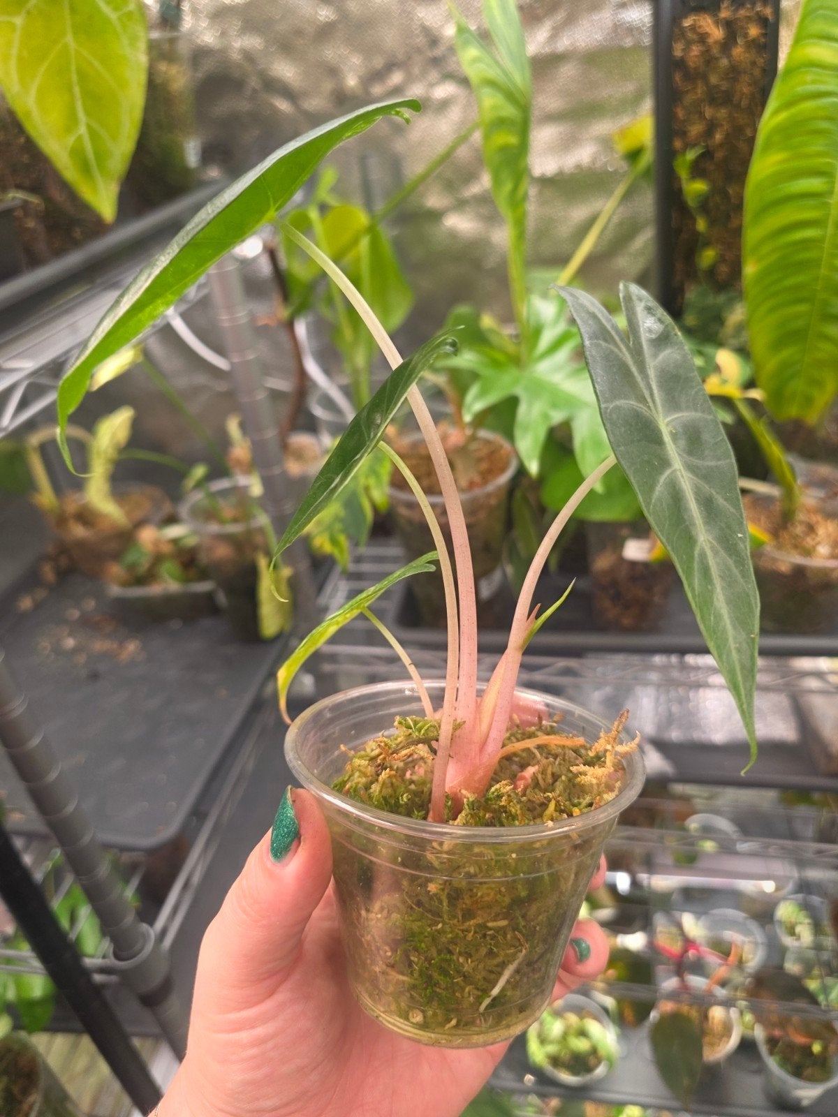 alocasia pink dragon albo, Ophalen of Verzenden, Halfschaduw, Minder dan 100 cm