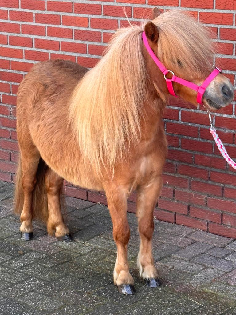 💖🩵💝Prachtige mini maats stamboek pony’s 💖🩵💝, Dieren en Toebehoren, Pony's, Met stamboom, Ruin, A pony (tot 1.17m), 7 tot 10 jaar