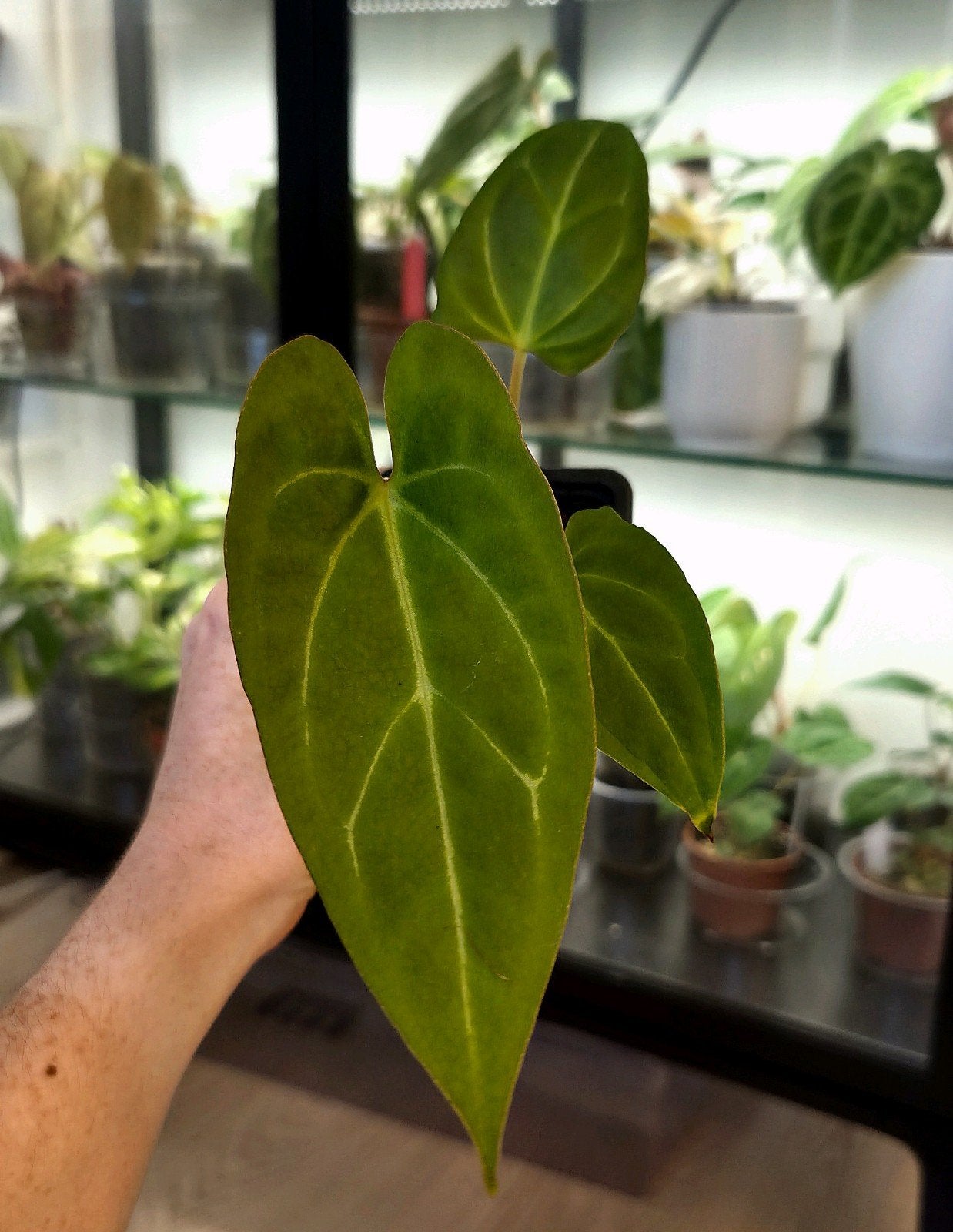 Anthurium Velvet Moira x Red Spider x Forgetii Dark Form, Verzenden, Halfschaduw, Minder dan 100 cm