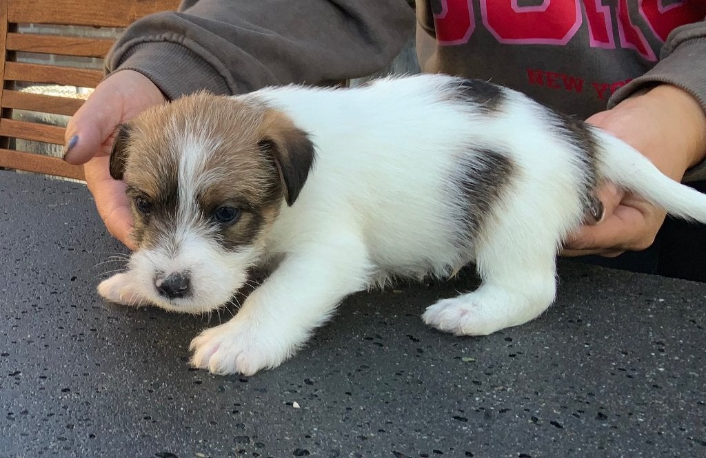Ruwharige Parson Jack Russel terriër pups, Dieren en Toebehoren, Parvo, Jack Russell Terriër, 8 tot 15 weken, Meerdere