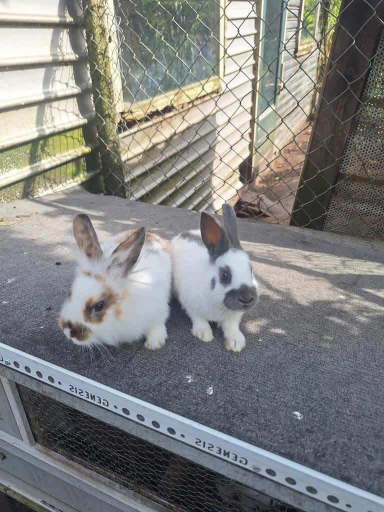 Tekoop twee jonge vroutjes konijnen, Dieren en Toebehoren, Konijnen, Vrouwelijk, Middelgroot, 0 tot 2 jaar