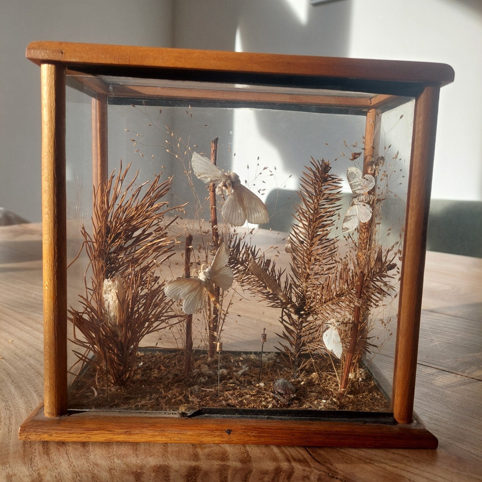 Antiek diorama met motten - Unieke decoratie, Ophalen of Verzenden