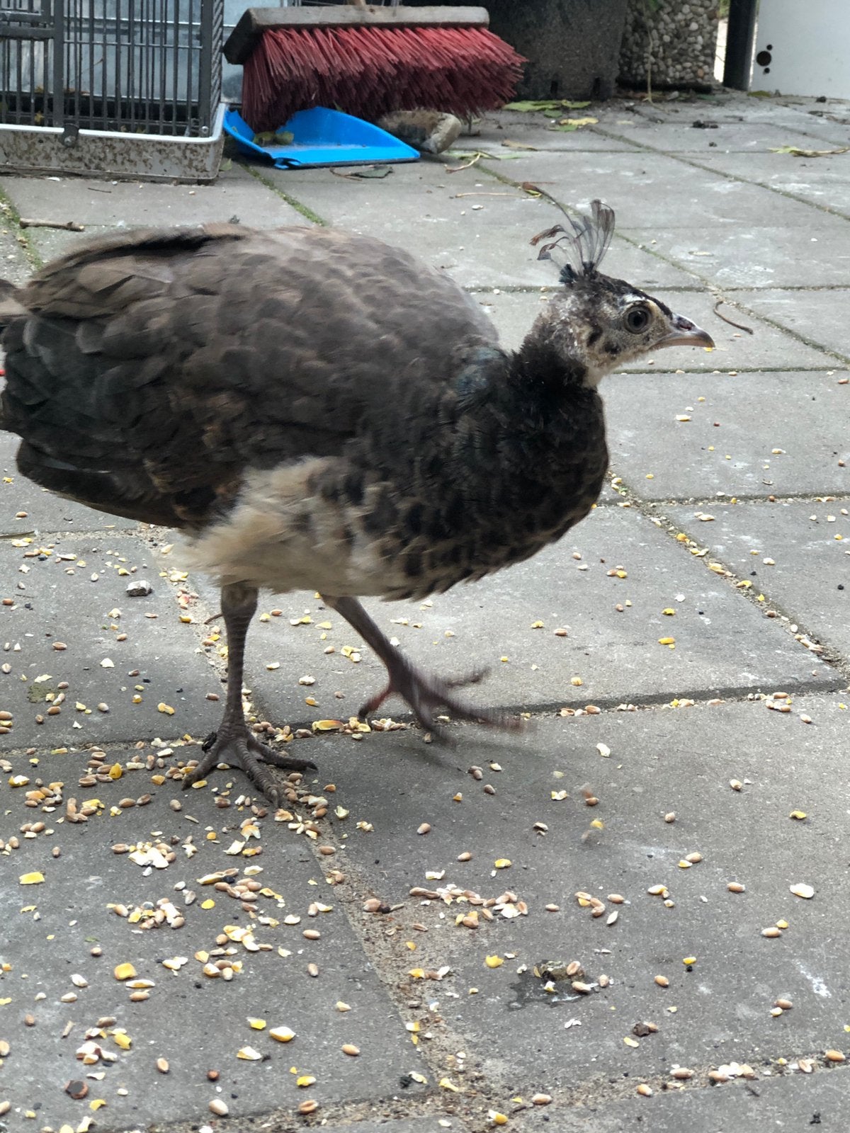 2  blauwe pauwen kuikens, Dieren en Toebehoren, Meerdere dieren, Overige soorten