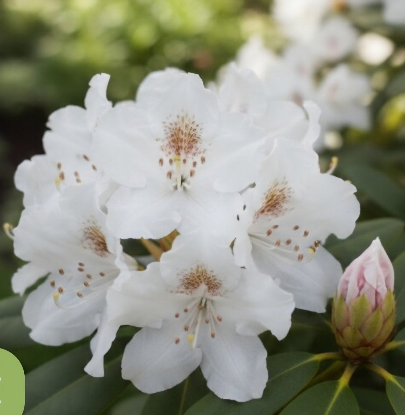 rhododendrons, Tuin en Terras, Ophalen, Overige soorten