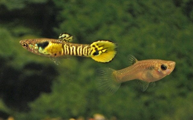 Hobbyaquarium Poec Wingei tigre m endler mix  uitzoeken, Vis, Zoetwatervis, Schoolvis