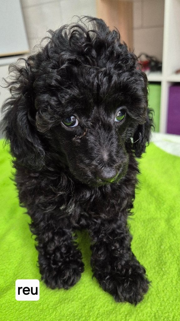 Schitterende dwerg poedel pups, Poedel, Parvo, 8 tot 15 weken, Meerdere