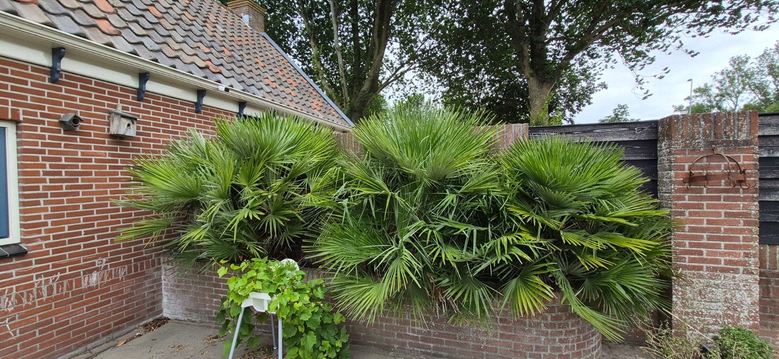 3 grote tuinpalmen, Tuin en Terras, Planten | Bomen, Ophalen, Volle zon, Overige soorten