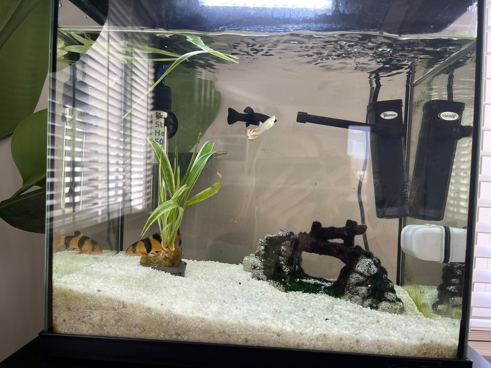Aquarium met vissen en toebehoren, Vis