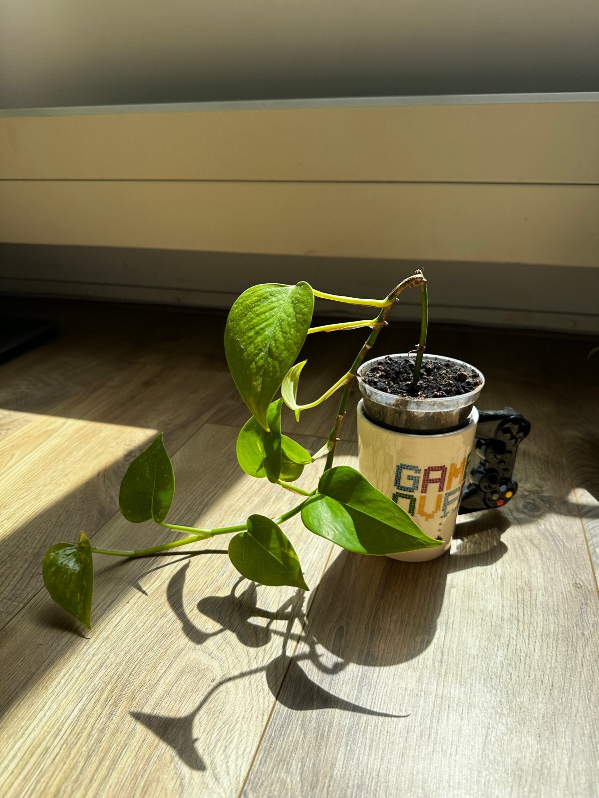Small pothos (mug not included), Huis en Inrichting, Kamerplanten, Ophalen, Overige soorten, Halfschaduw, In pot