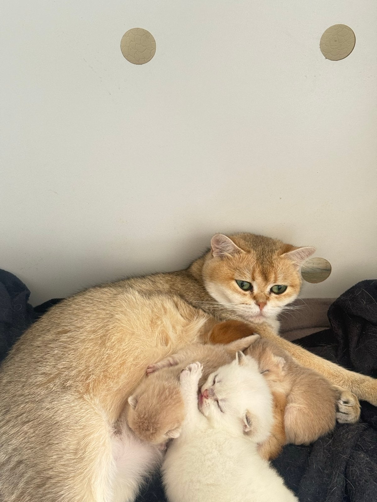 Prachtige golden shadede kitten te koop, Dieren en Toebehoren, Meerdere dieren, Kortharig, 0 tot 2 jaar