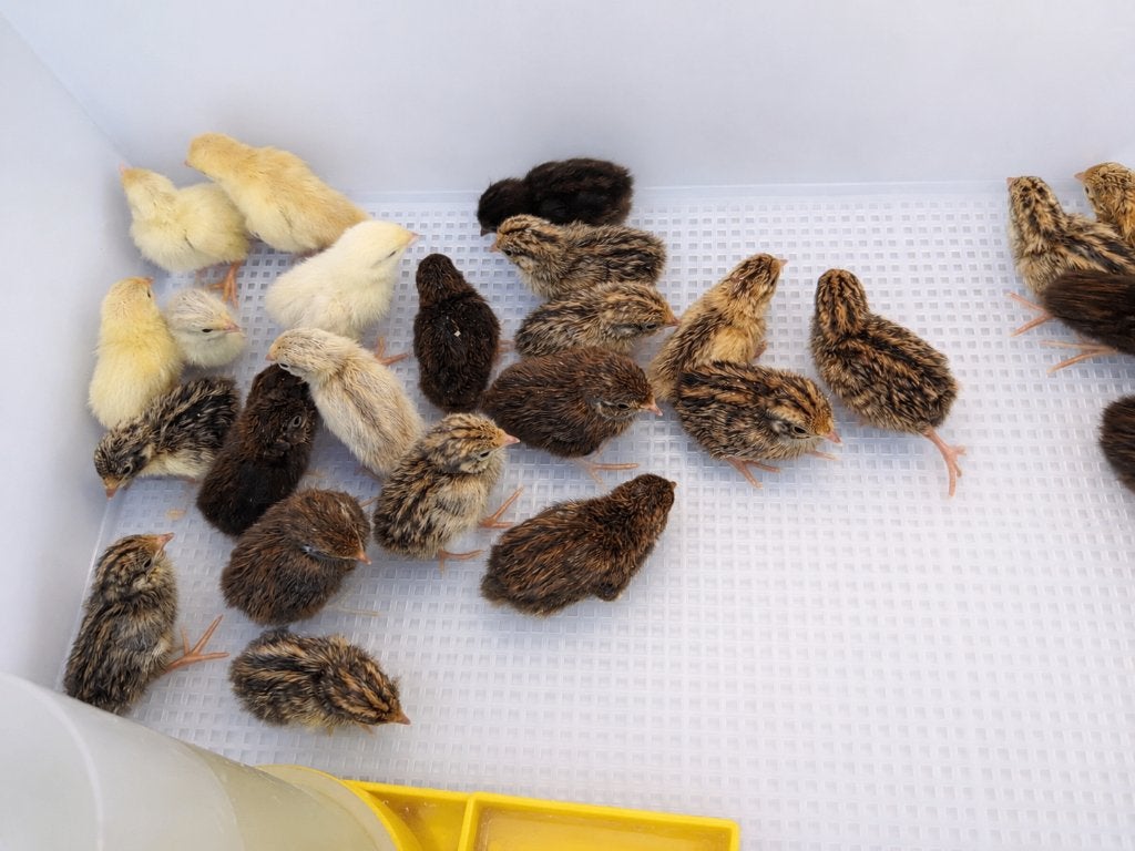 Chinese Dwergkwartels, Meerdere dieren