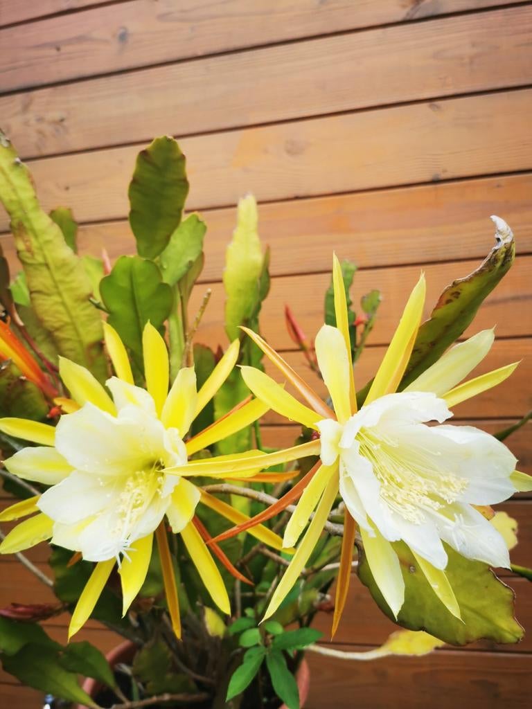 Epiphyllum laui (orchidcactus), Huis en Inrichting, Ophalen of Verzenden, Cactus, Volle zon, Minder dan 100 cm