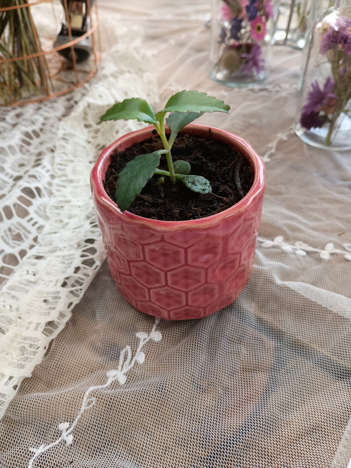 Kalanchoë (bommenwerperplantje), Ophalen, Vetplant, Halfschaduw, In pot