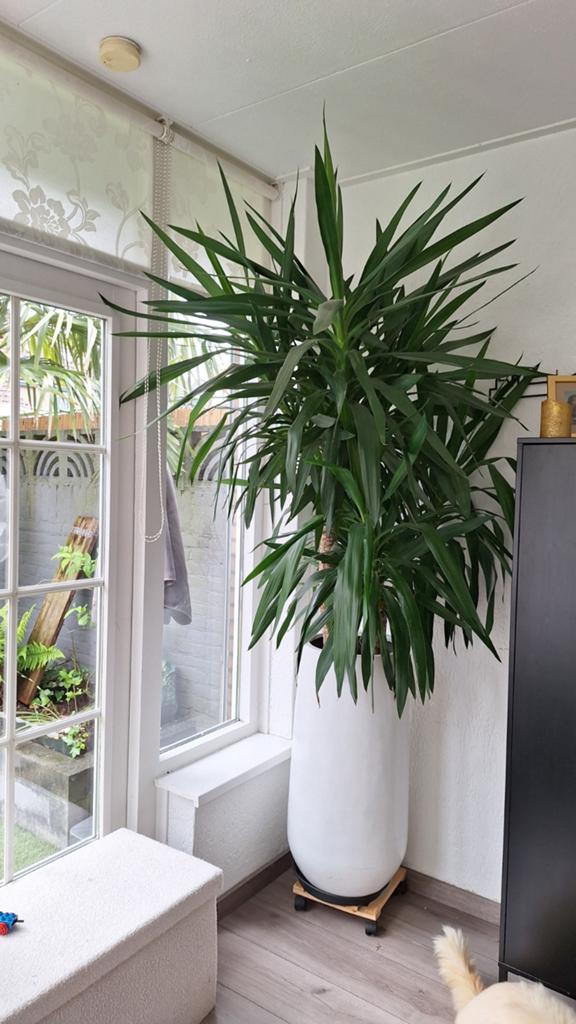 Grote Yucca elephantipes, Ophalen, Halfschaduw, Minder dan 100 cm