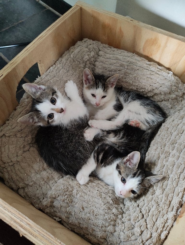 Lieve, speelse en zindelijke kittens te koop, Meerdere dieren, Kortharig, 0 tot 2 jaar