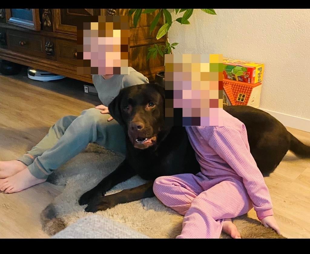 Labrador reu, 6 jaar of ouder, Reu, Labrador retriever, Eén hond