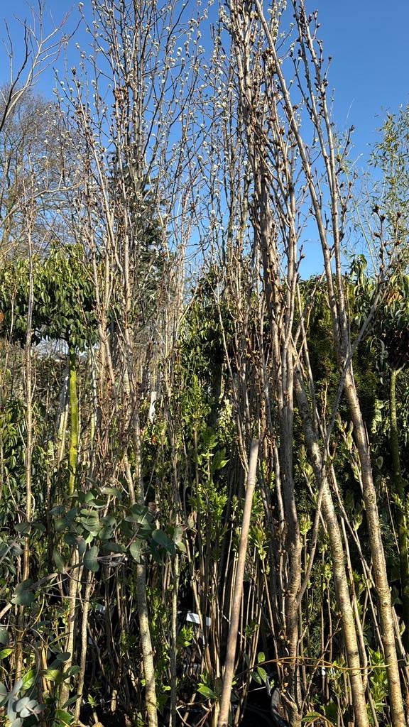 Zuilvormige japanse sierkers komen nu in bloei koop nu !!!!, Tuin en Terras, Ophalen, Halfschaduw, Lente, 250 tot 400 cm