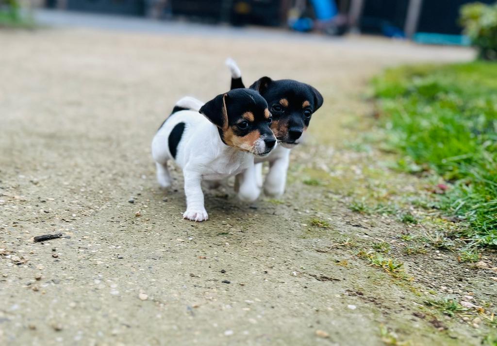 Jack Russel pups driekleur, Dieren en Toebehoren, Honden | Jack Russells en Terriërs, Parvo, Jack Russell Terriër, 8 tot 15 weken