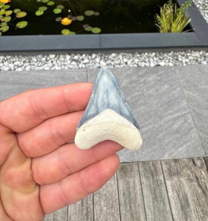 Otodus megalodon tand, Bone Valley Florida, Verzamelen, Mineralen en Fossielen, Ophalen of Verzenden, Fossiel