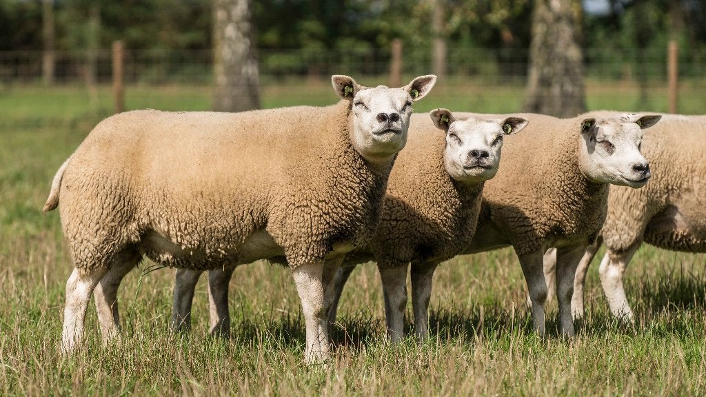 Stamboek Texelaar ramlammeren mrt. 2026, Mannelijk, Schaap, 0 tot 2 jaar