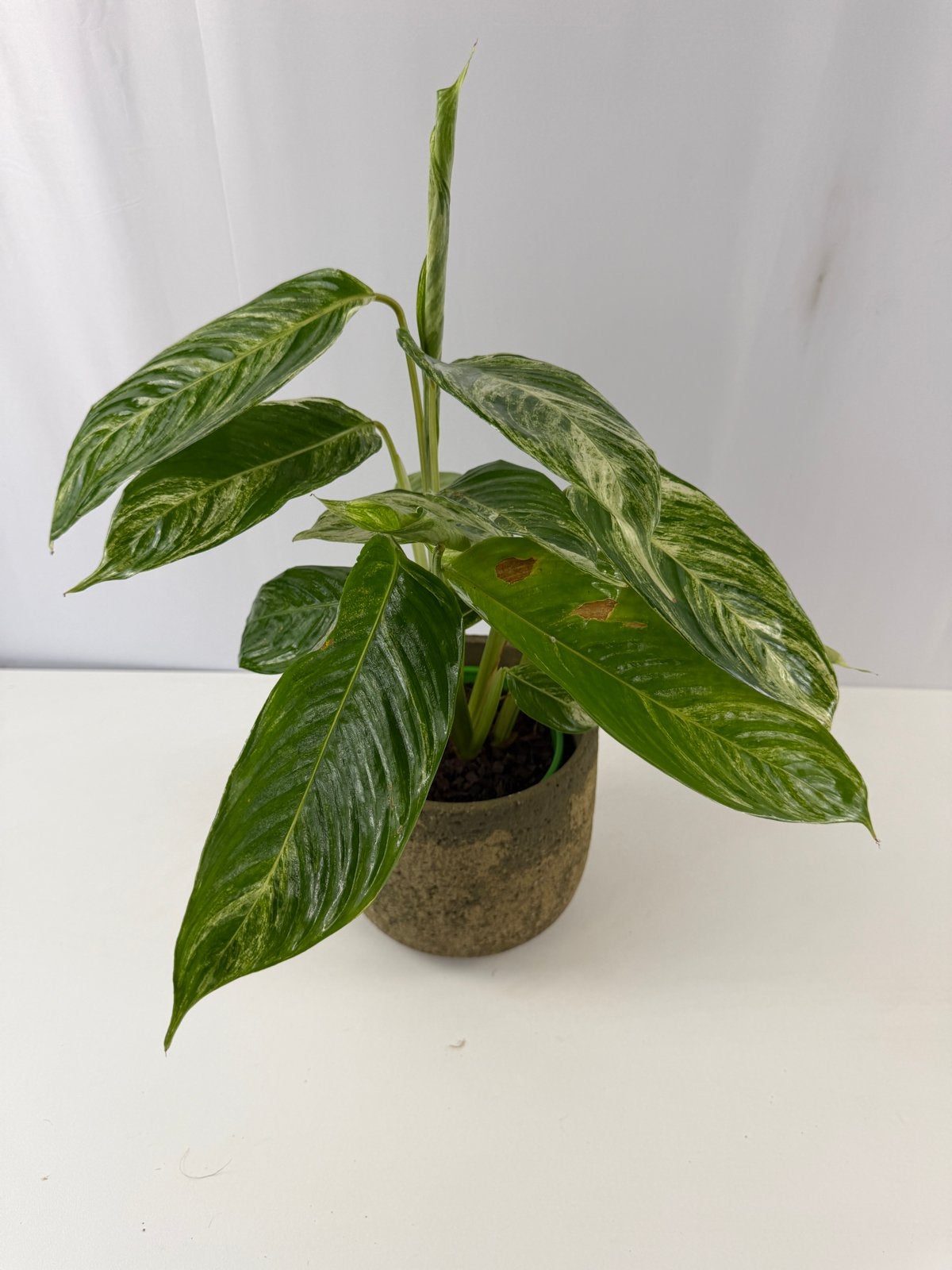 Nieuwe Ctenanthe Charley - Pot 12, Overige soorten, In pot, Minder dan 100 cm, Groene kamerplant