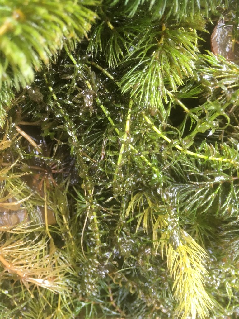 Zuurstofplanten (hoornblad), Tuin en Terras, Vijvers, Ophalen, Nieuw