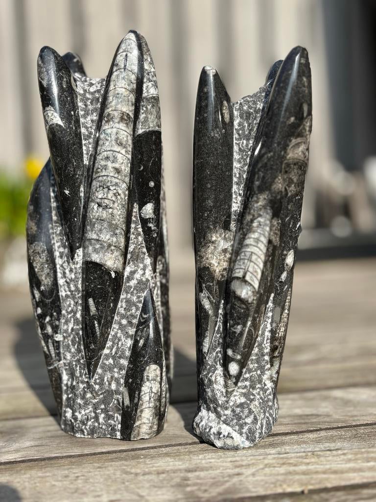 Orthoceras Fossiel - Versteende Inktvis (ca 400 miljoenjaar), Verzamelen, Mineralen en Fossielen, Ophalen of Verzenden, Fossiel