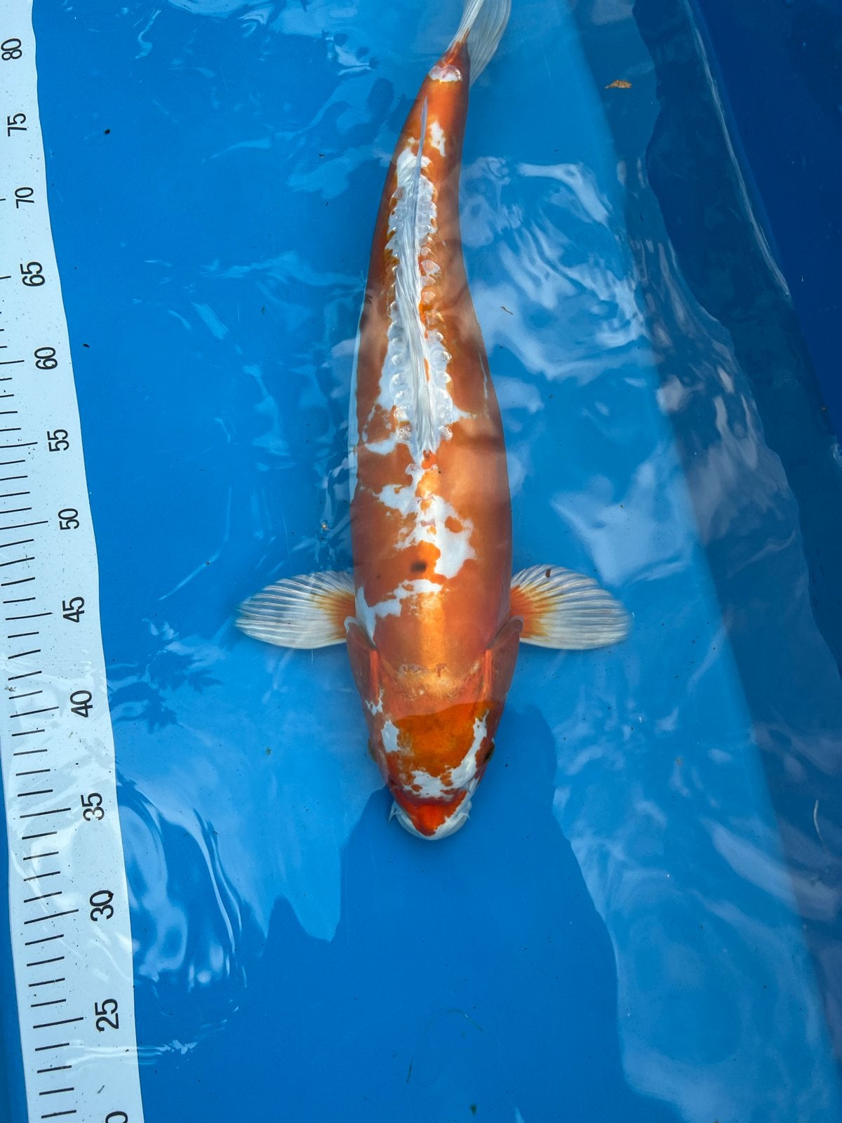 Leuke koi Kikusui 50cm kweker Yegenji, Dieren en Toebehoren, Vissen | Vijvervissen, Karper of Koi