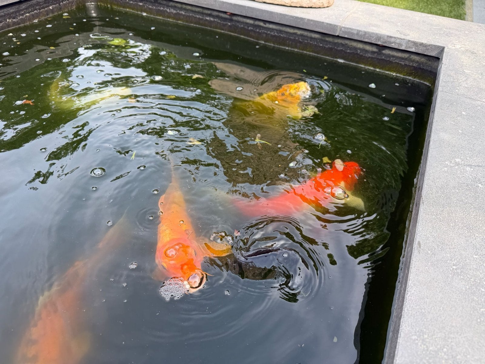 Karpers, Dieren en Toebehoren, Karper of Koi