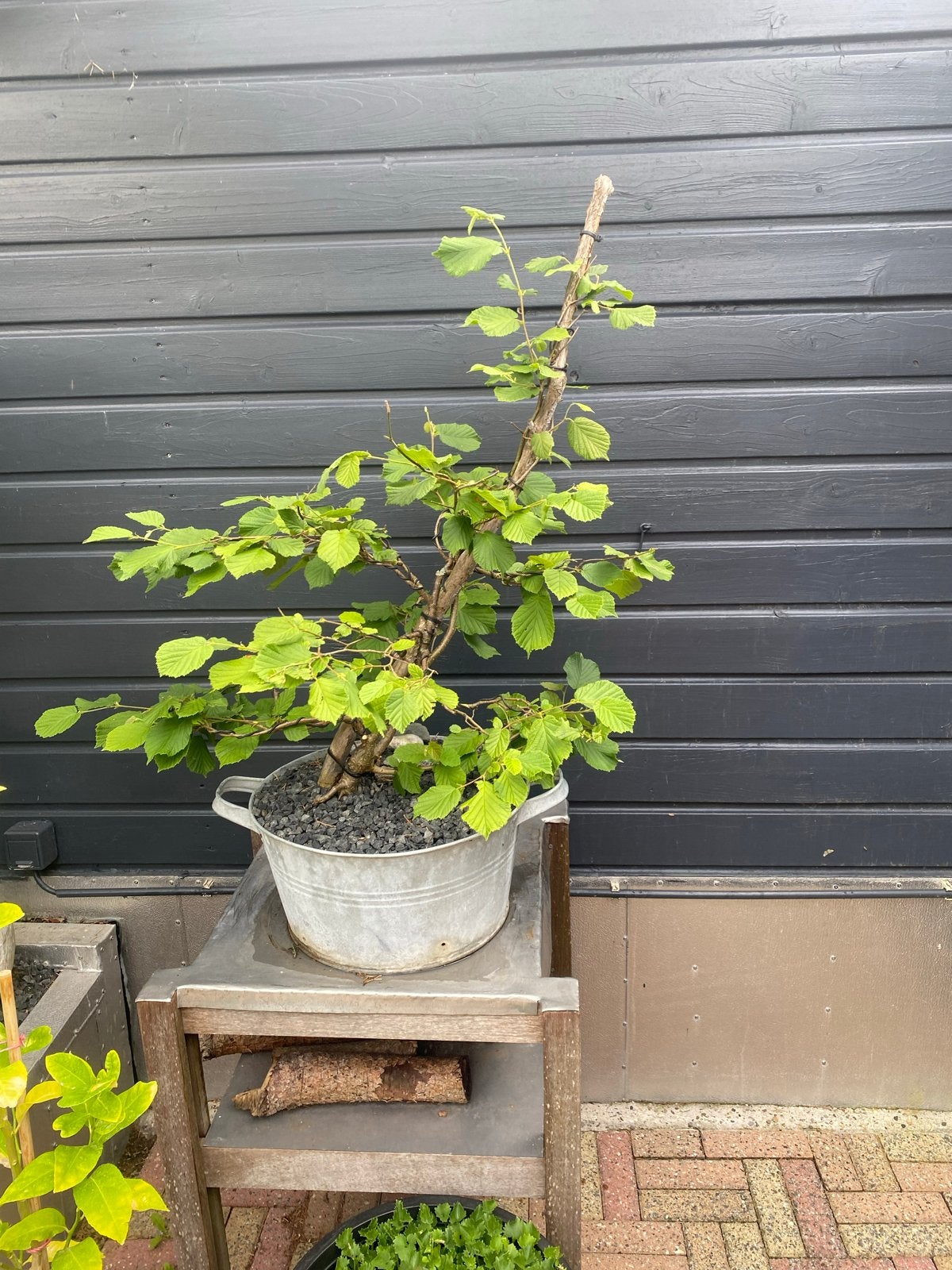 Hazelnoot Bonsai - Unieke en decoratieve plant, Tuin en Terras, Planten | Tuinplanten, Overige soorten, Vaste plant, Ophalen of Verzenden