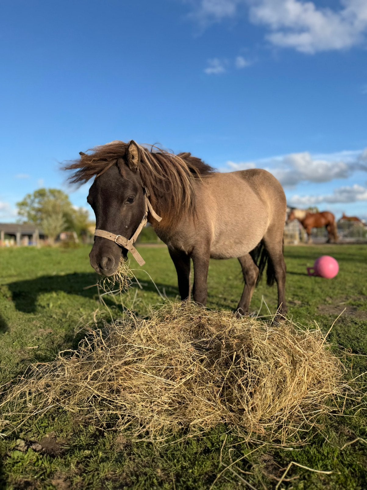 Shetlander hengst black dun NSPS stamboom, Met stamboom, 0 tot 2 jaar, Hengst, A pony (tot 1.17m)