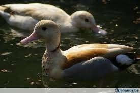 Blonde roodschoudertaling, Dieren en Toebehoren, Pluimvee, Meerdere dieren, Eend