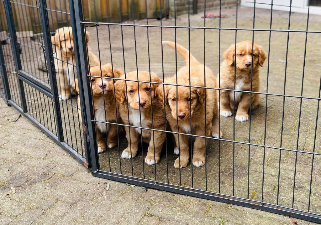 Lieve pups Nova Scotia Duck Toller Retriever, Dieren en Toebehoren, Parvo, Overige rassen, 8 tot 15 weken, Meerdere