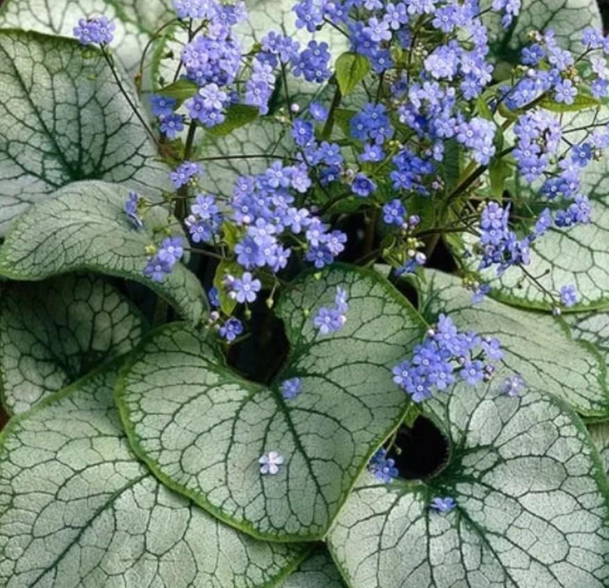Brunnera mac. Alexander's Great P9, Ophalen of Verzenden, Overige soorten, Halfschaduw