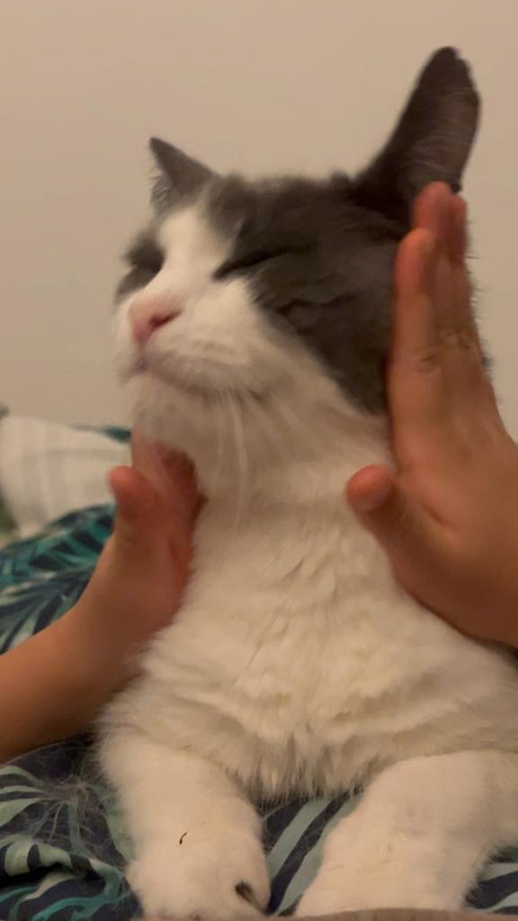 Katten (vakantie) huis., Ophalen, Nieuw