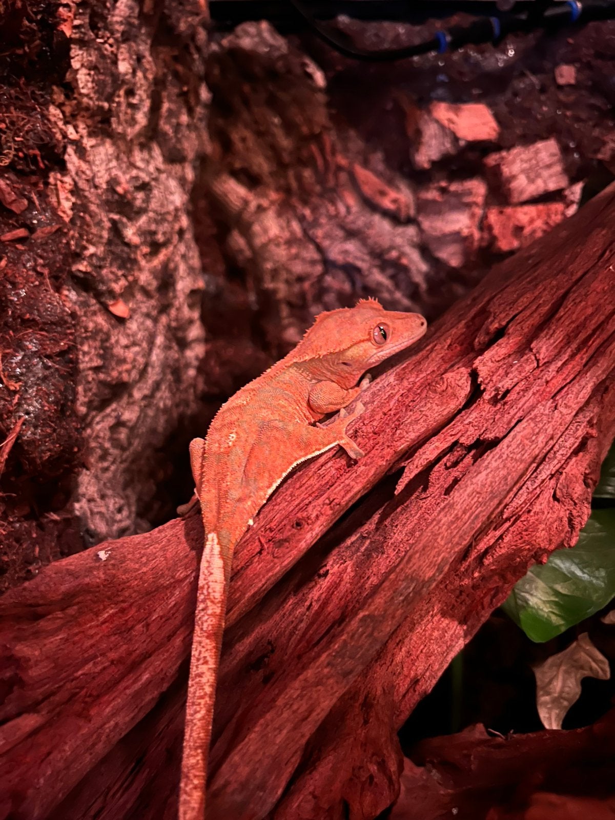 Wimpergekko - Correlophus ciliatus Crested Gecko - male for sale from Senn