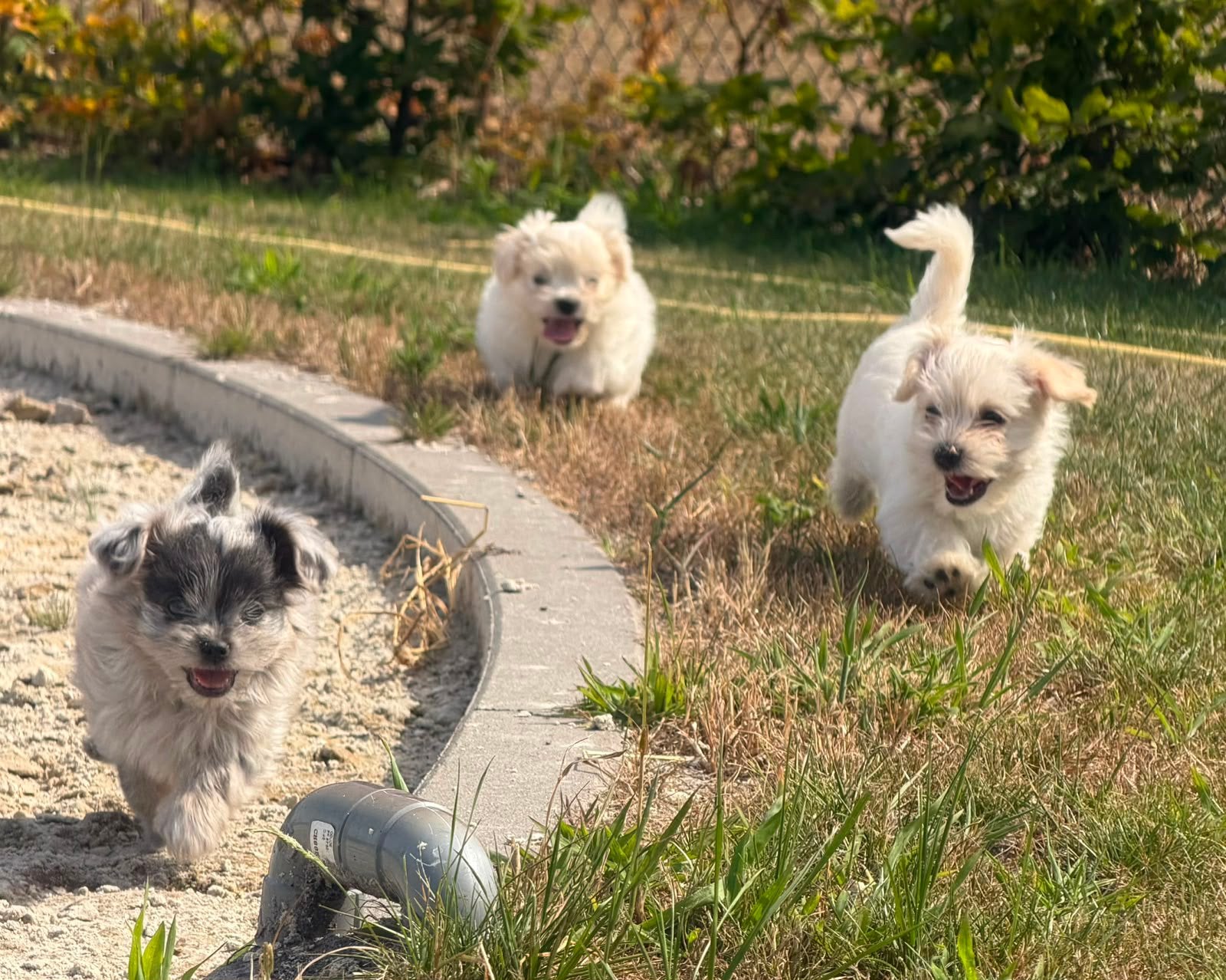 Super leuke boomer pups, Dieren en Toebehoren, Honden | Chihuahua's en Gezelschapshonden, Overige rassen, 8 tot 15 weken, Parvo