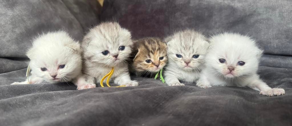 Brits/Britse Korthaar kittens – exclusieve kleuren 🐾, Dieren en Toebehoren, Katten en Kittens | Raskatten | Korthaar, Meerdere dieren