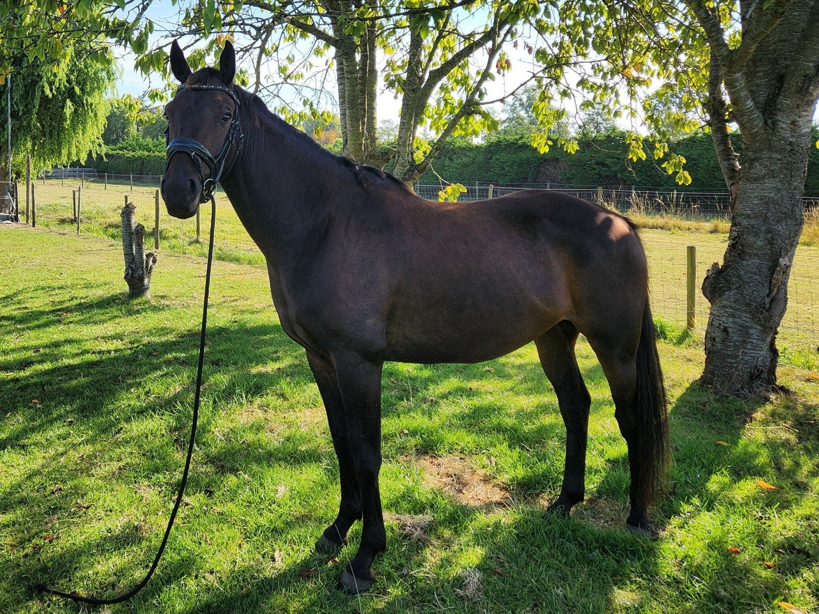 Knappe 6 jarige E pony, Dieren en Toebehoren, Pony's, Ruin, M, E pony (1.48m - 1.57m), Dressuurpony, 3 tot 6 jaar, Gechipt, Ontwormd