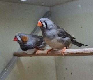 Te koop grote zebravinken, Meerdere dieren, Tropenvogel, Geringd