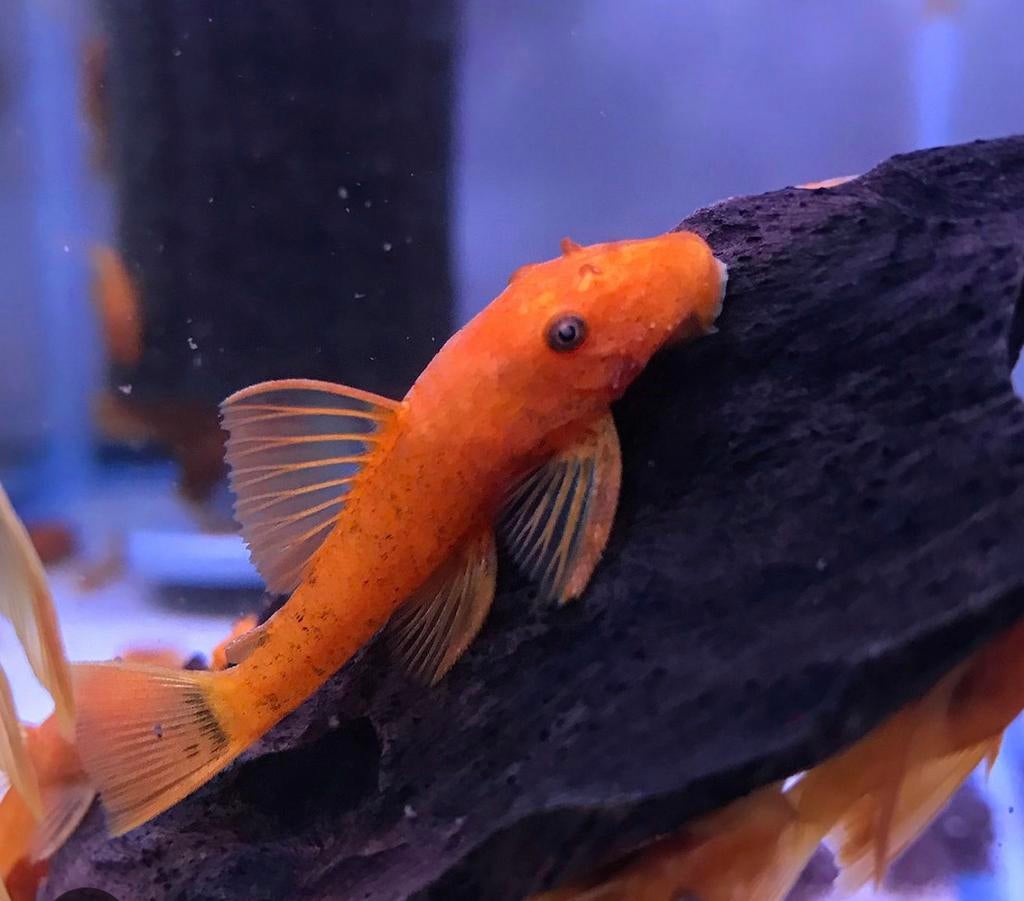 Super Red ancistrus, Dieren en Toebehoren, Vis